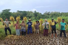 UBINAN PADI KELOMPOK TANI NGUDI LESTARI